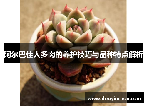 阿尔巴佳人多肉的养护技巧与品种特点解析